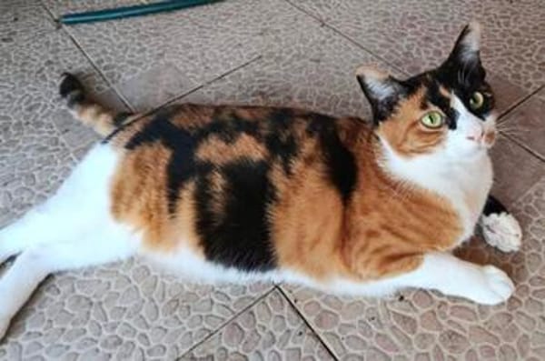 liebe Katze Luz