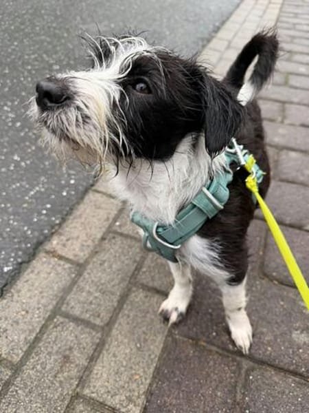Jimmy auf PS in 21763 Neuenkirchen sucht Körbchen