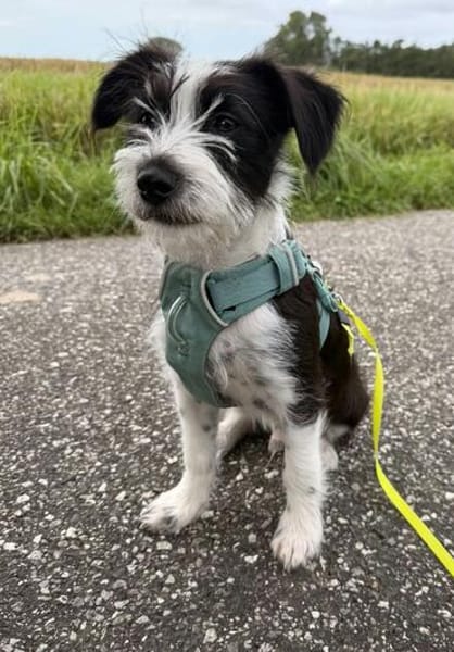 Jimmy auf PS in 21763 Neuenkirchen sucht Körbchen