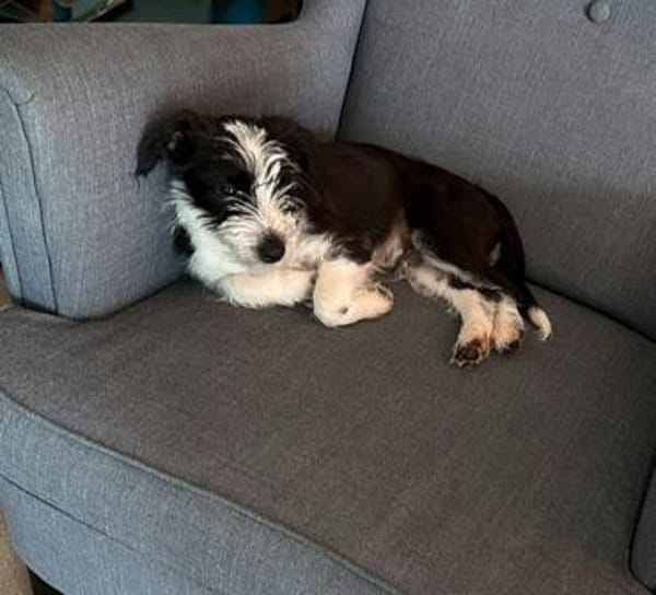 Jimmy auf PS in 21763 Neuenkirchen sucht Körbchen