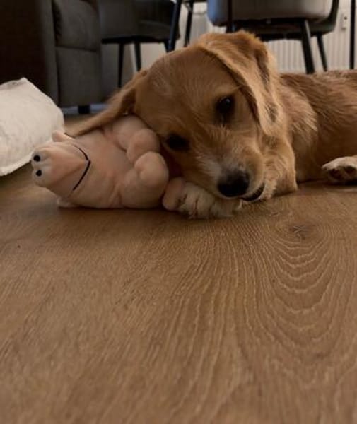 Milo - der kleine Charmeur und Sozialmeister