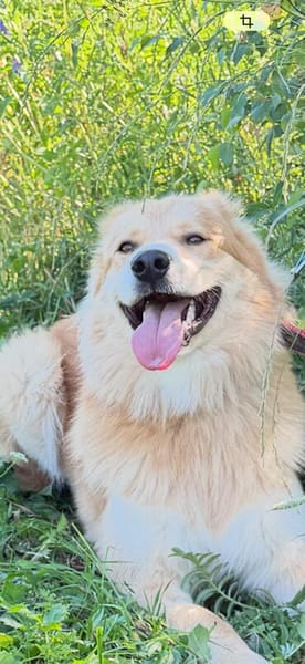 Familienhund Ricky bei Bielefeld.