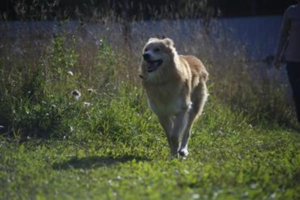Familienhund Ricky bei Bielefeld.