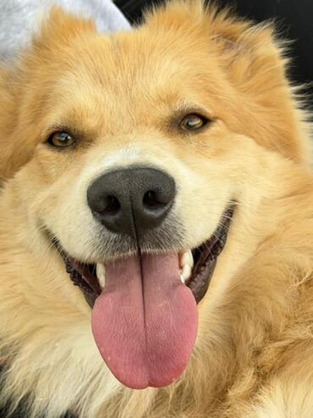 Familienhund Ricky bei Bielefeld.