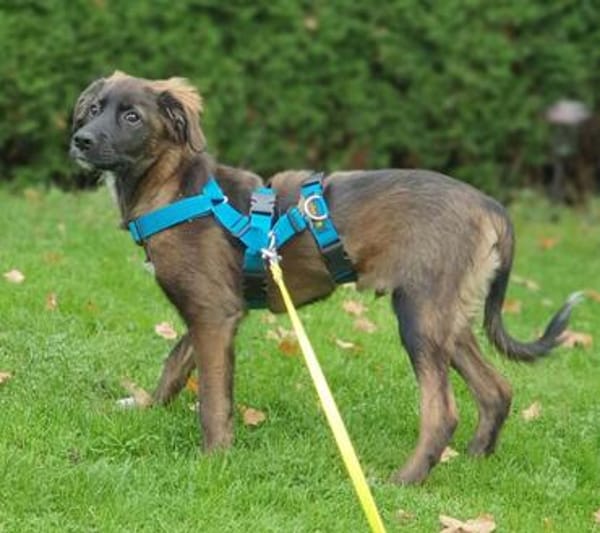 hübscher junger Goofy auf PS in 92348 Berg