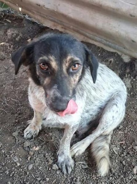 BELLA ... Körbchen auf Lebenszeit gesucht