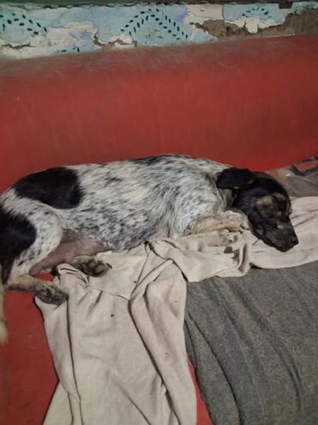 BELLA ... Körbchen auf Lebenszeit gesucht