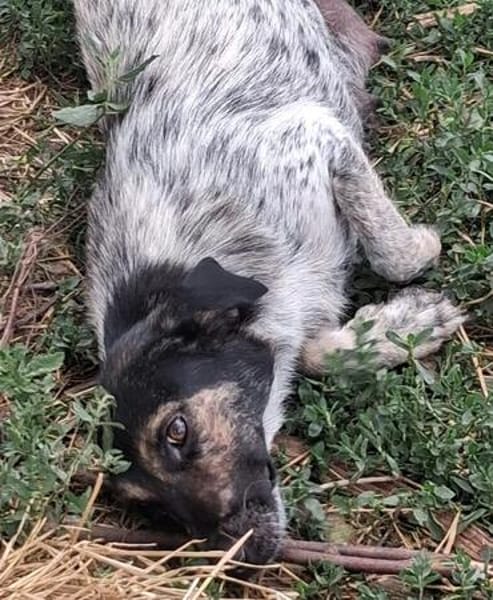 BELLA ... Körbchen auf Lebenszeit gesucht