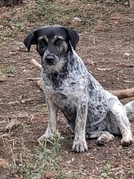 BELLA ... Körbchen auf Lebenszeit gesucht