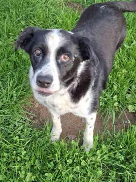 Lucky lieber Senior su. sein erstes Zuhause
