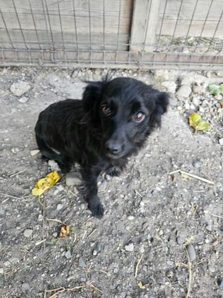 AYLA ... kleine, zarte Hündin sucht Familie