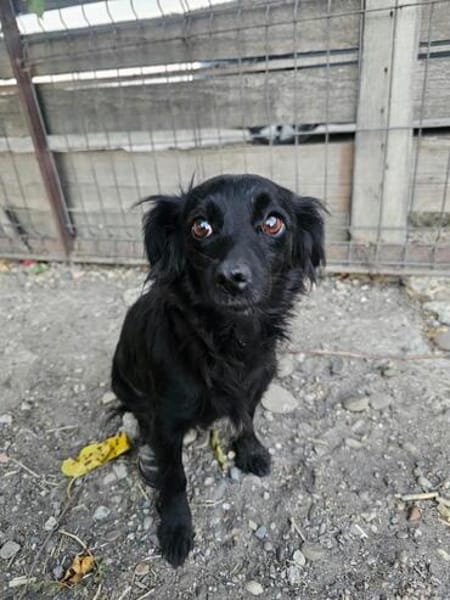 AYLA ... kleine, zarte Hündin sucht Familie