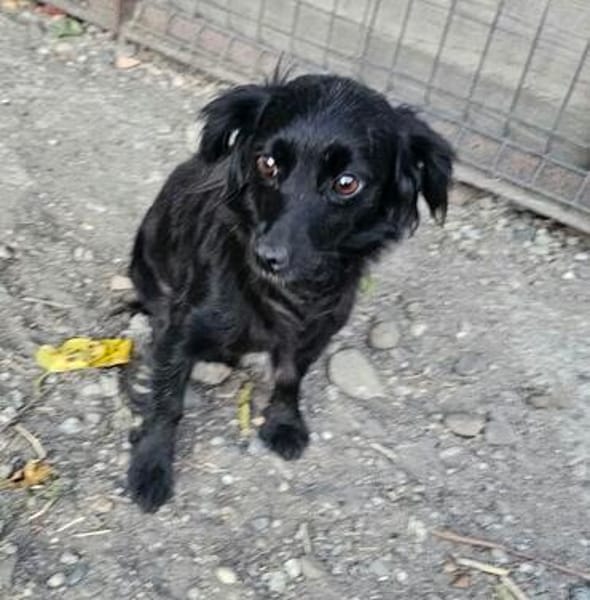 AYLA ... kleine, zarte Hündin sucht Familie