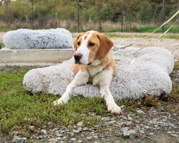 Bruno sucht wunderschönes Zuhause...