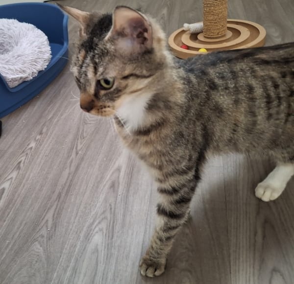 HENRIETTE
