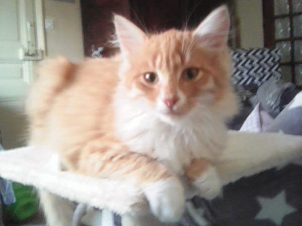 Punky