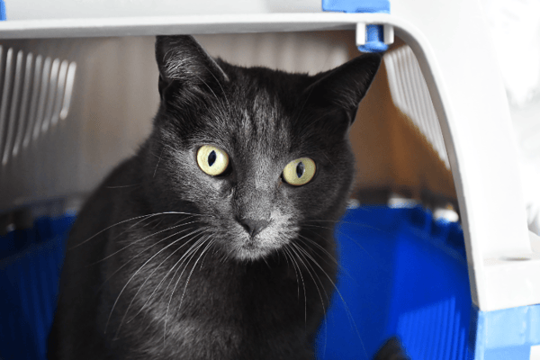 Queenie(en cours d adoption)