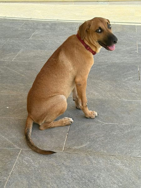 BANDIT est un chouette chien