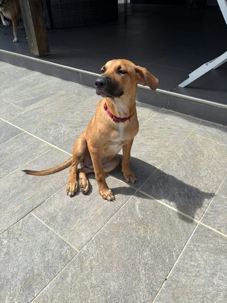 BANDIT est un chouette chien