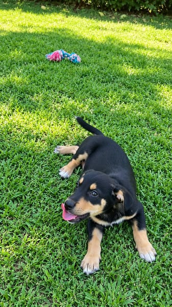 LIA, une chienne merveilleuse