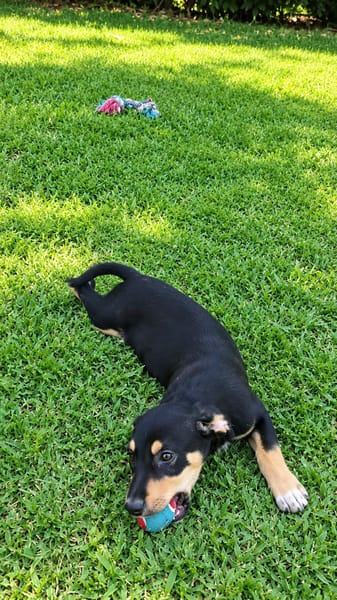 LIA, une chienne merveilleuse