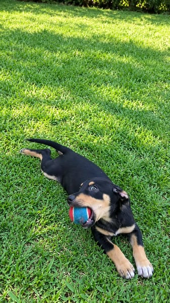 LIA, une chienne merveilleuse