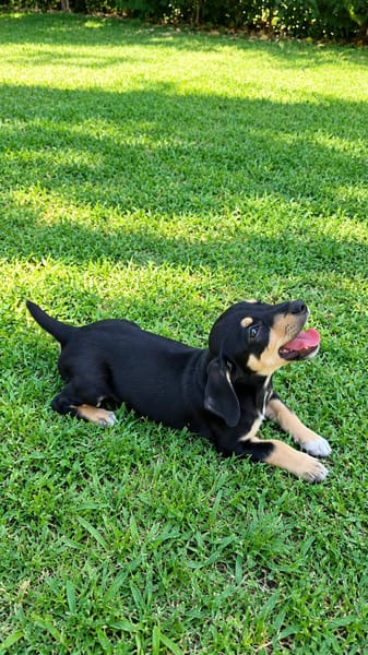 LIA, une chienne merveilleuse