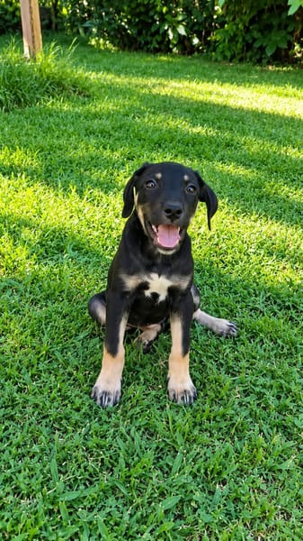 MAGGIE est un amour de chienne