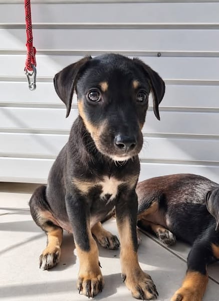 MAGGIE est un amour de chienne