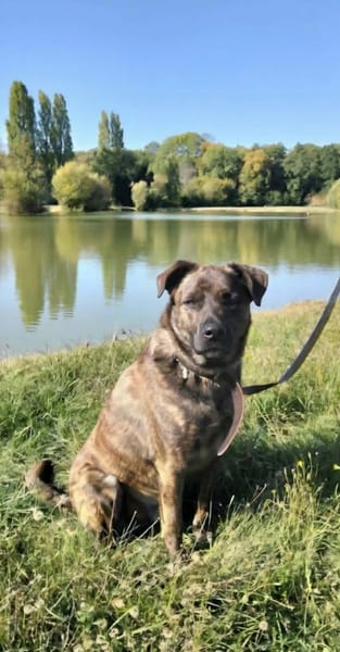 🐾 TEX, un grand cœur plein d’énergie et de tendresse ! 🐾