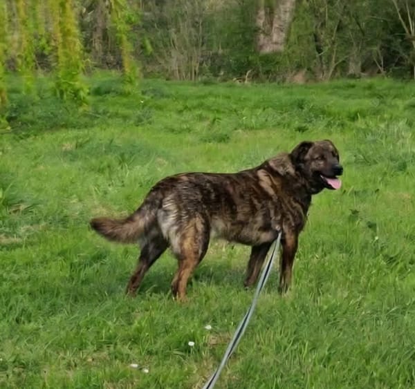 🐾 TEX, un grand cœur plein d’énergie et de tendresse ! 🐾