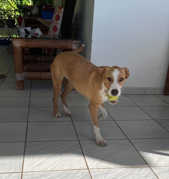 Balto le joyeux créole