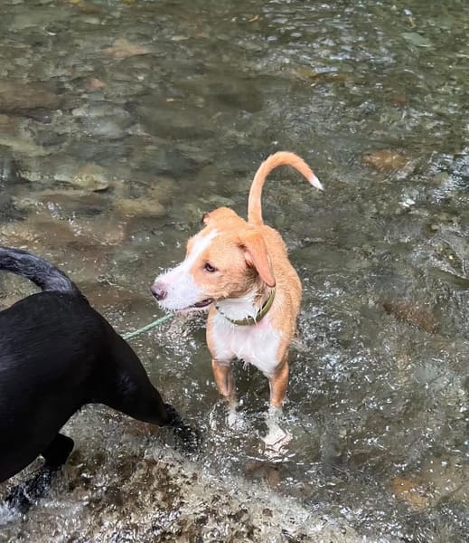 Balto le joyeux créole