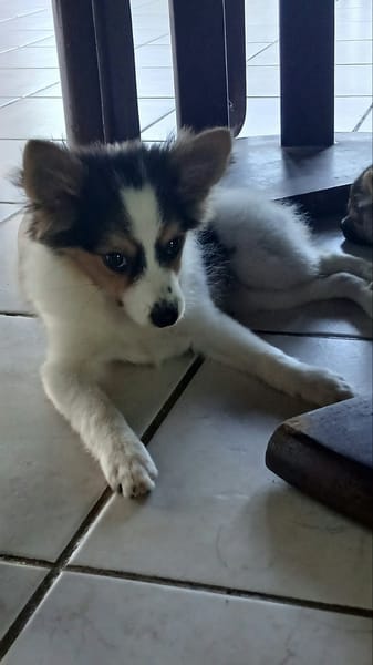 Harel, bébé spitz croisé