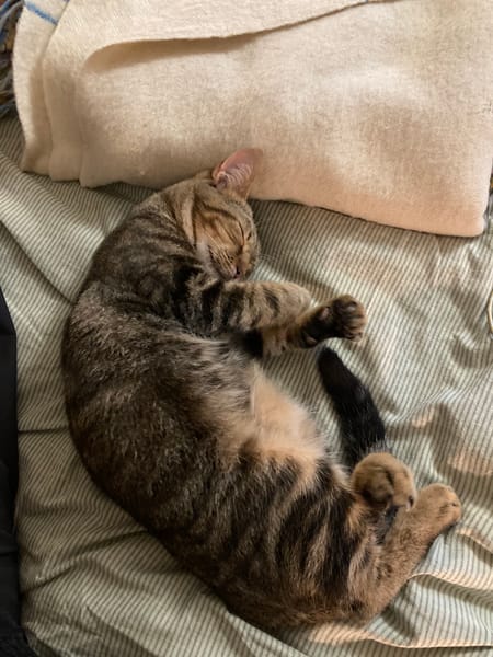 GINO