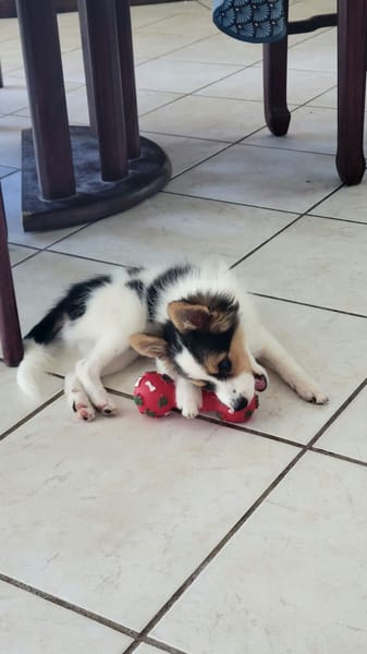 Harel, bébé spitz croisé