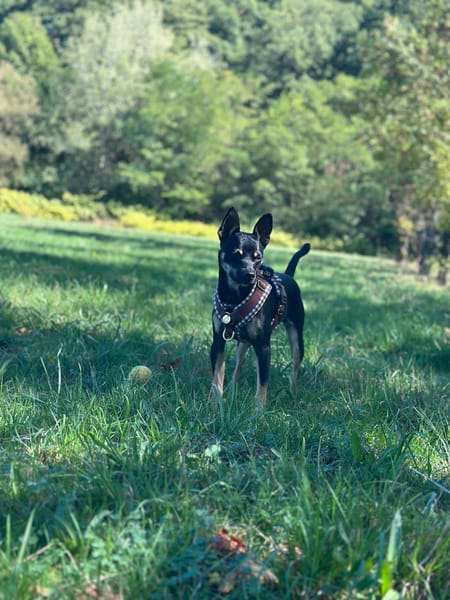 PABLO (France)