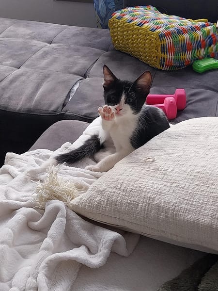 PIXEL & POKY
