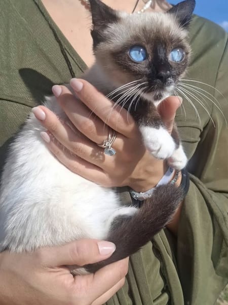 Merlino