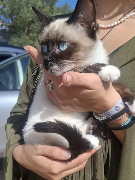 Merlino