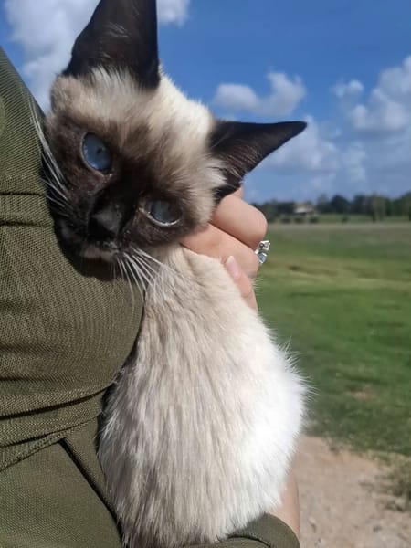 Merlino