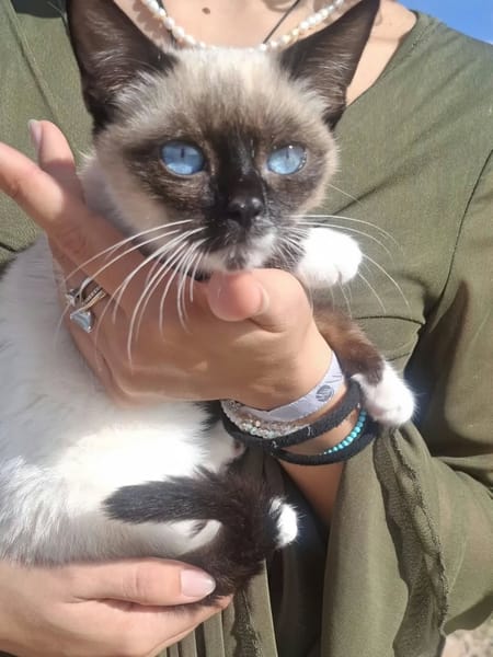 Merlino