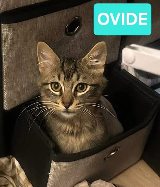 GALANE / ZEBRINA / OVIDE ET CHARBYDE