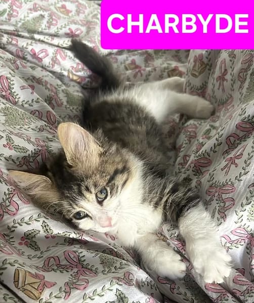 GALANE / ZEBRINA / OVIDE ET CHARBYDE