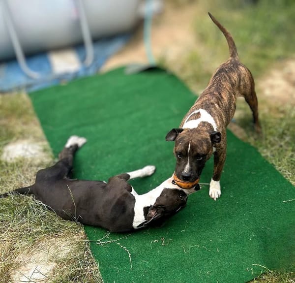 Thya et Stella
