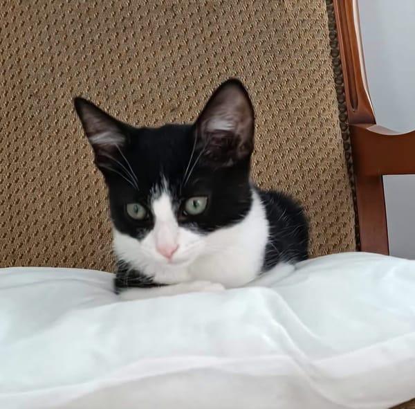 KOXINNELL À ADOPTÉR AVEC UN COPAIN CHAT