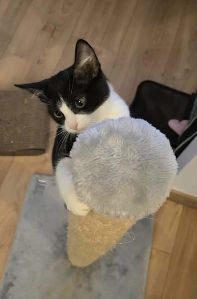 KOXINNELL À ADOPTÉR AVEC UN COPAIN CHAT