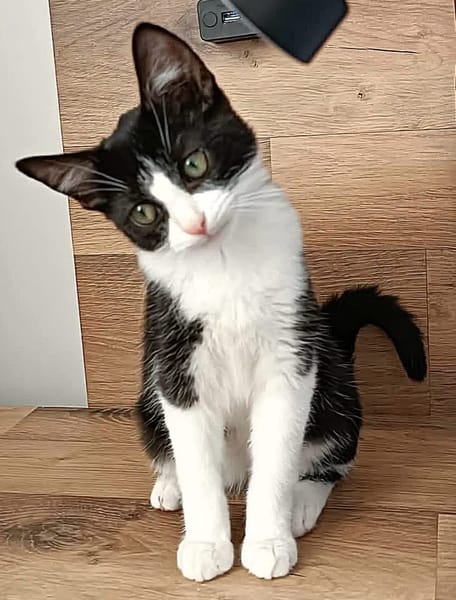 KOXINNELL À ADOPTÉR AVEC UN COPAIN CHAT