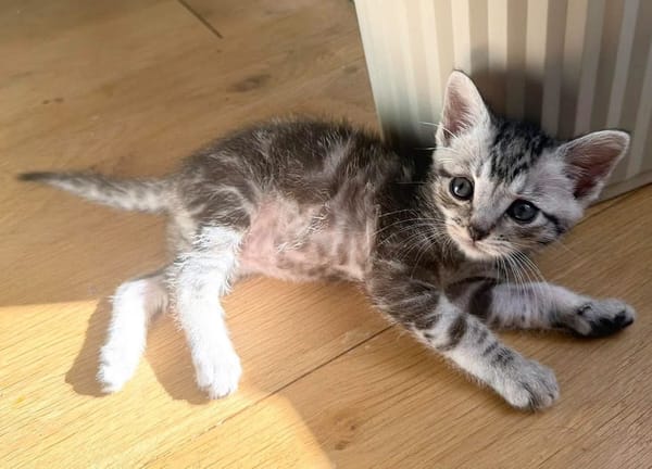 GOUDURIX À ADOPTER AVEC SON FRÈRE OU SOEUR OU SEUL SI DÉJÀ UN CHAT PRÉSENT CHEZ VOUS