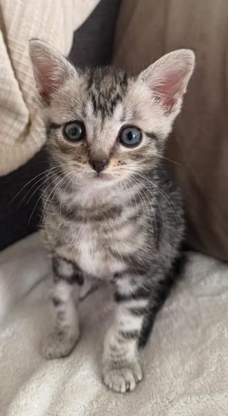 GOUDURIX À ADOPTER AVEC SON FRÈRE OU SOEUR OU SEUL SI DÉJÀ UN CHAT PRÉSENT CHEZ VOUS